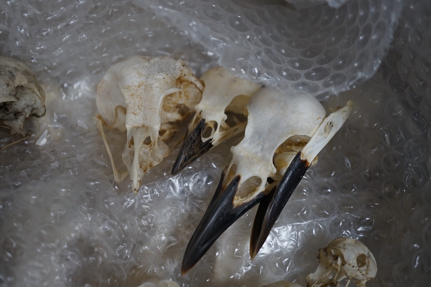 Bird anatomy- a collection of bird skulls, the largest 18 cm